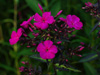 Floks wiechowaty Phlox paniculata 'Aida'